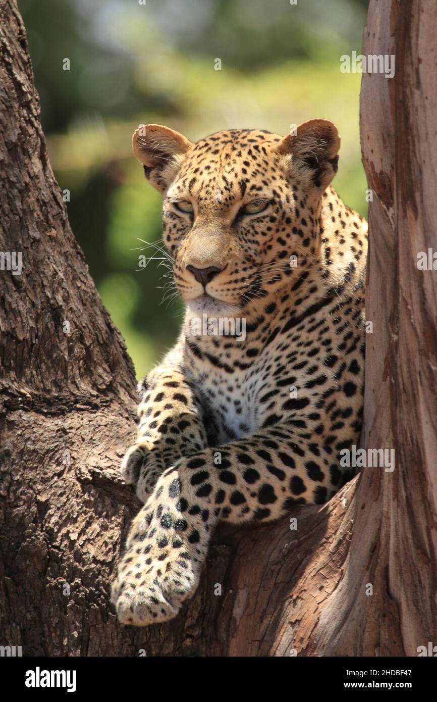 Leopardo nell'albero , Panthera pardus, Amboseli, Kenya Foto Stock