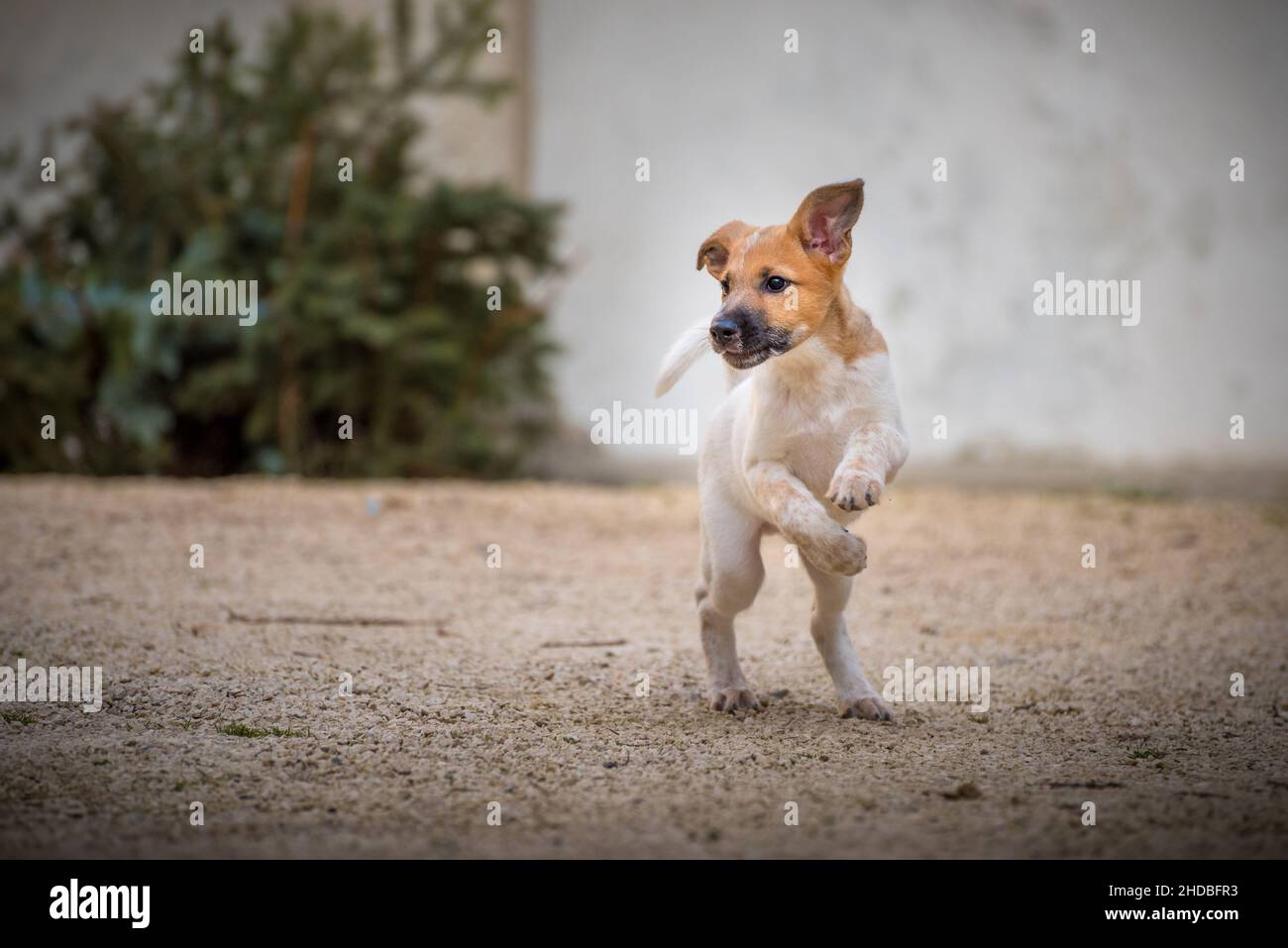 Piccolo cucciolo che salta nel parco. Il piccolo cane del bambino ha una pelliccia bianca-marrone macchiata. Foto Stock