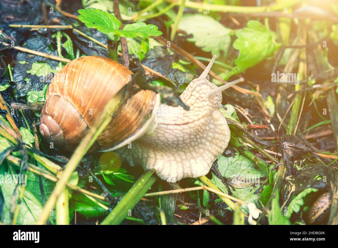 Grande lumaca in conchiglia strisciando su strada, giorno d'estate in giardino. Grande lumaca a terra. Helix pomatia, nomi comuni la lumaca romana. Tondo Foto Stock