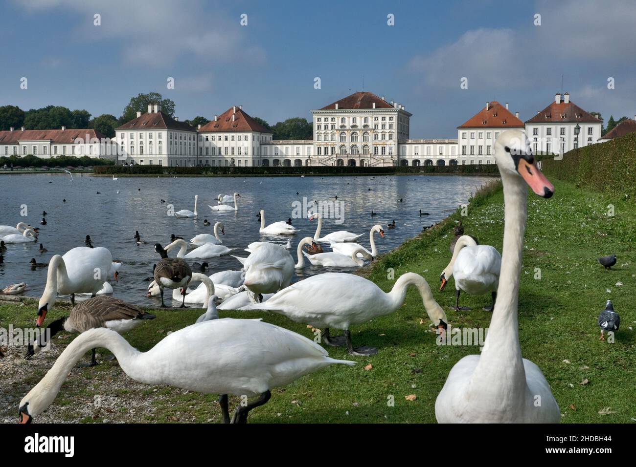 Il Palazzo di Nymphenburg con i cigni in primo piano è un palazzo barocco situato nel quartiere occidentale di Monaco Neuhausen-Nymphenburg, in Baviera Foto Stock