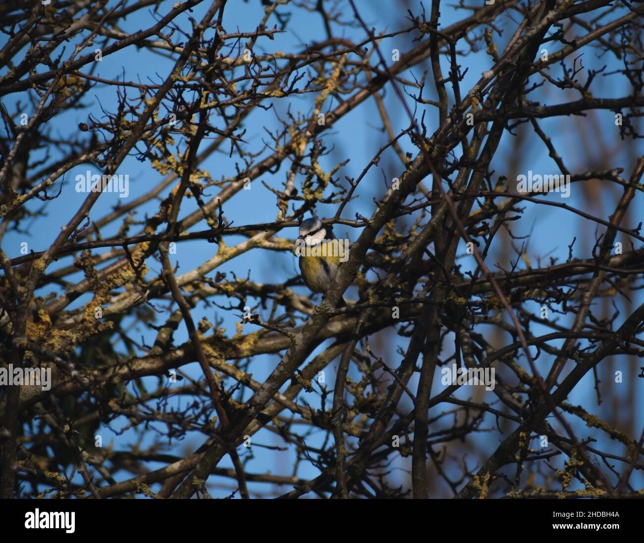 Piccola Tit blu in un albero senza vita durante una fredda mattina d'inverno nel Regno Unito Foto Stock