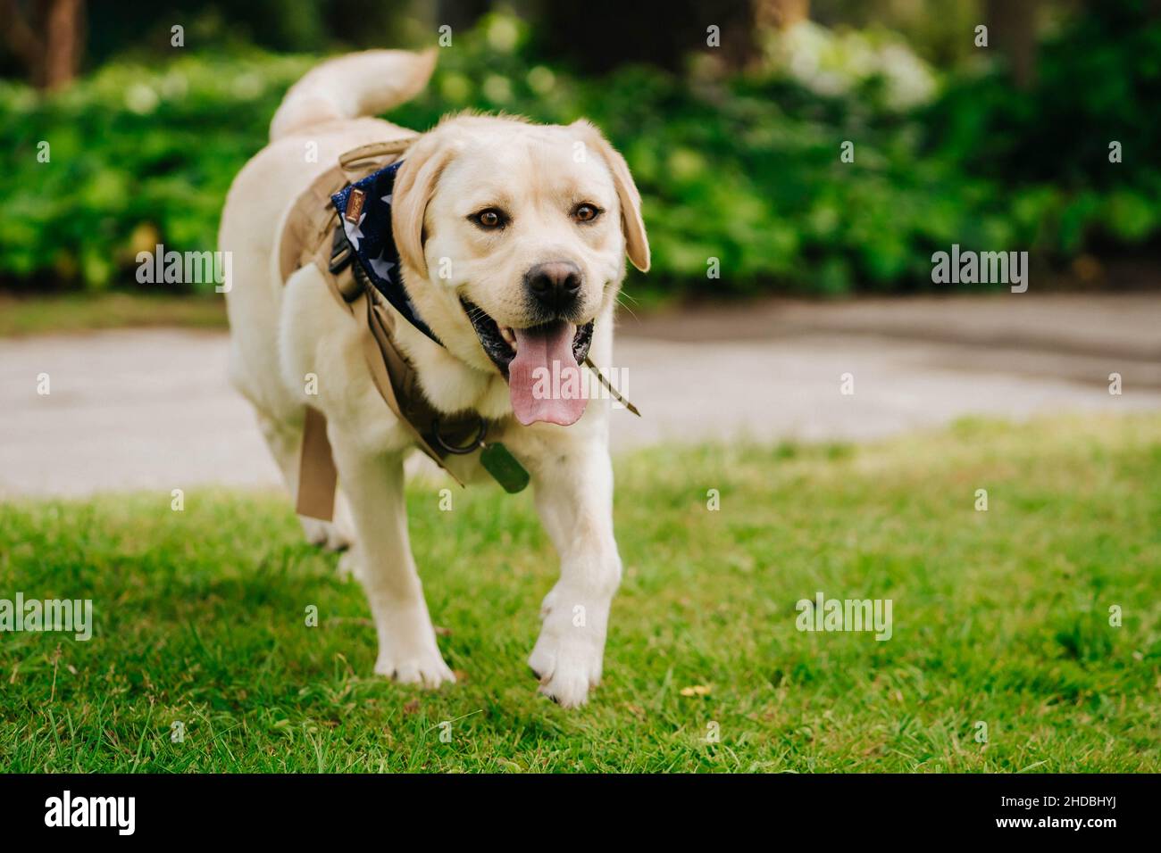 Primo piano di un adorabile cane Labrador Retriever con la lingua che si aggetta all'esterno in un parco all'aperto Foto Stock