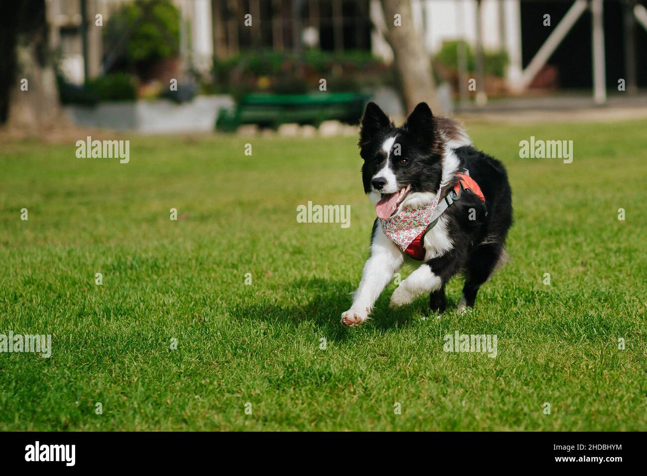 border collie correre e giocare sull'erba di un parco all'aperto con la lingua che si attacca all'esterno Foto Stock