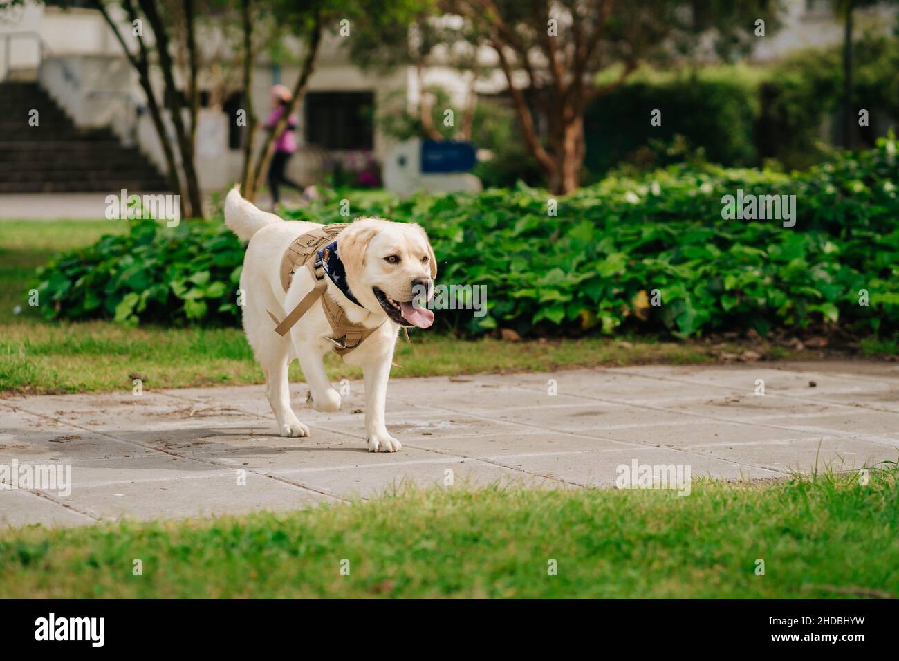 Adorabile Labrador Retriever cane avere un buon tempo in un parco all'aperto Foto Stock