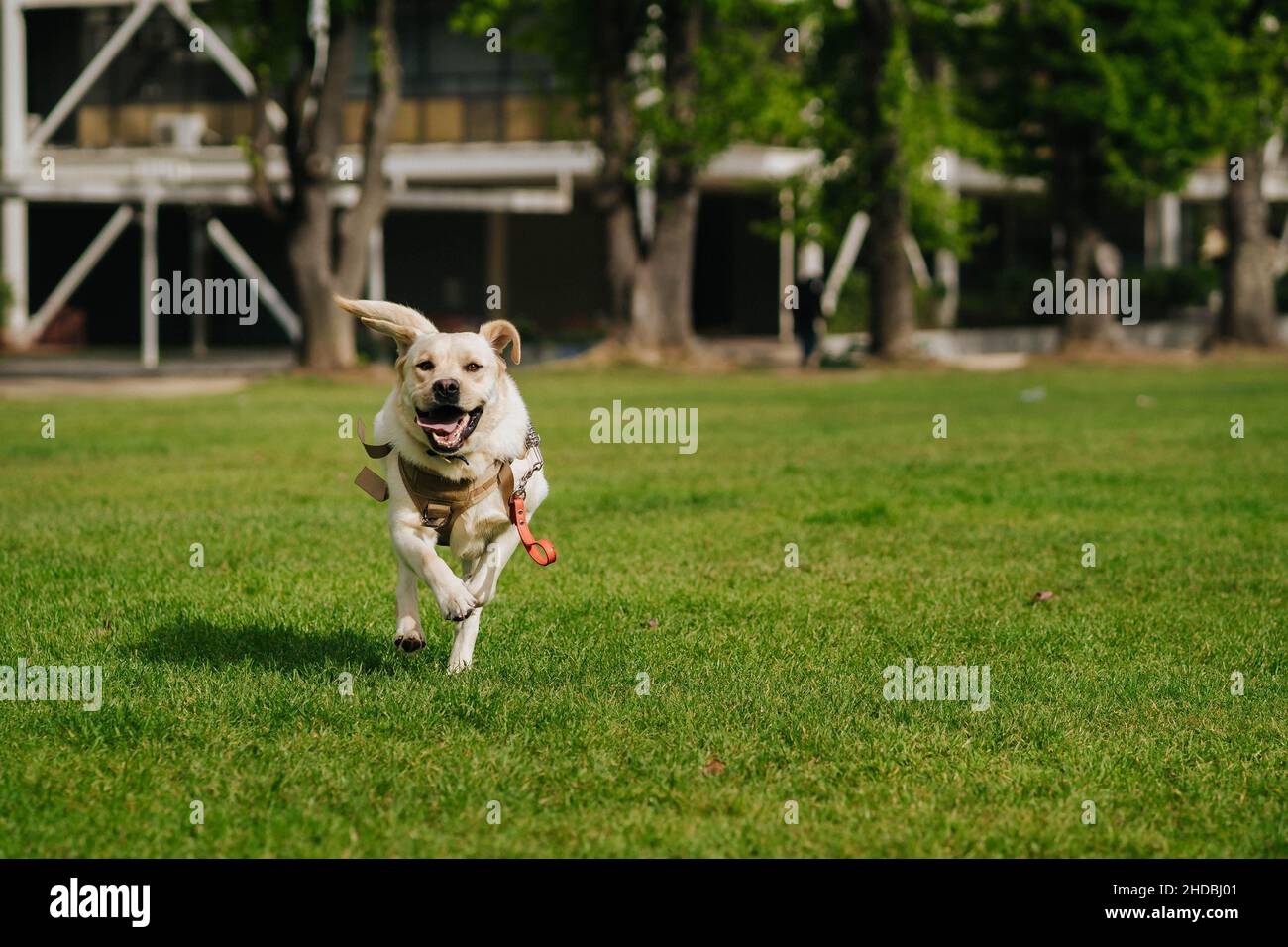 Labrador Retriever corre sull'erba e godersi il suo tempo in un parco all'aperto Foto Stock