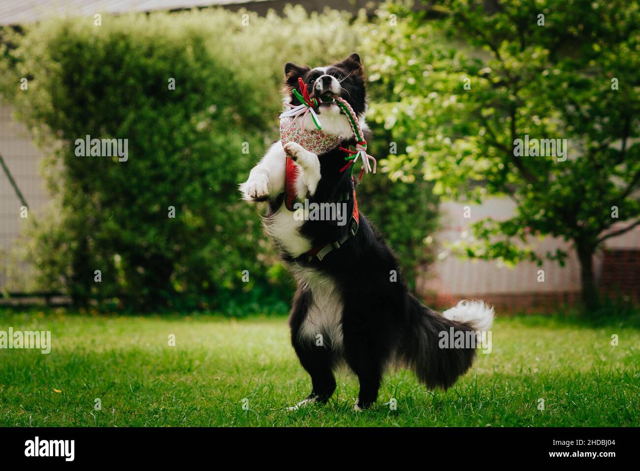 cane collie di confine in piedi sulle sue gambe e giocare con un giocattolo sull'erba di un parco all'aperto Foto Stock