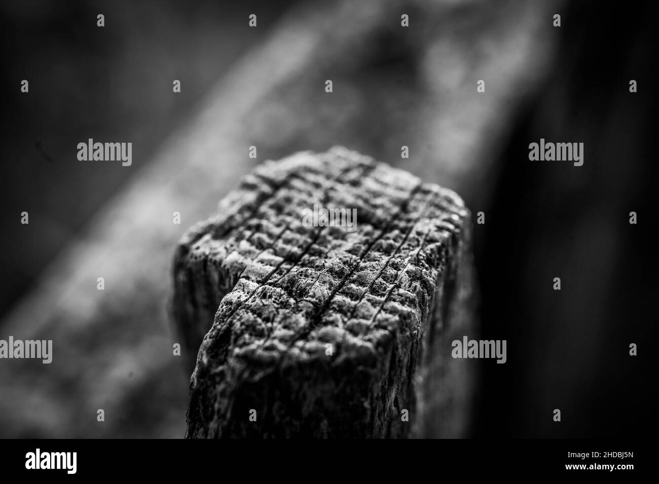 Scala di grigi macro di una superficie di palo di legno con uno sfondo sfocato Foto Stock