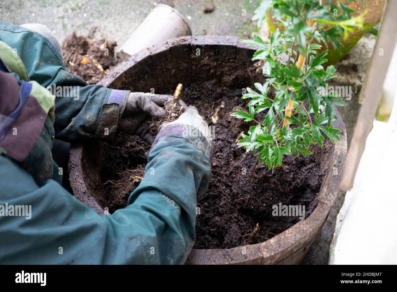Giardiniere che rimuove le vecchie lampadine della molla dal composto in un contenitore della vasca di legno con pianta di clematis che cresce fuori in Galles di novembre UK 2021 KATHY DEWITT Foto Stock