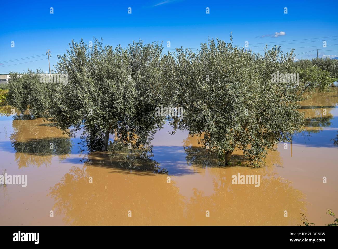 Überschwemmung wegen Starker Regenfälle, Olivenhain nahe Castelvetrano, Sizilien, Italien Foto Stock