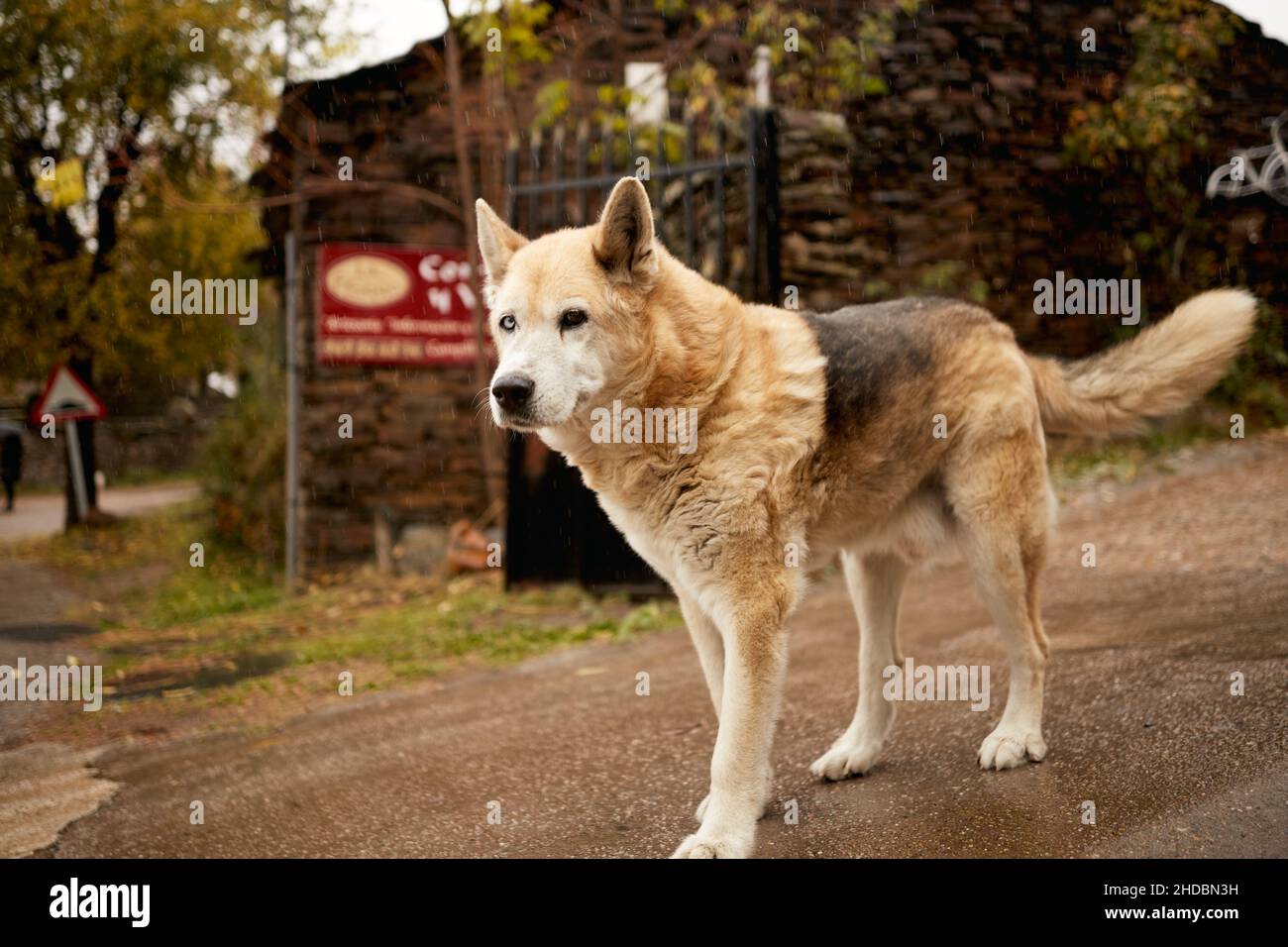 Primo piano di un cane con occhi di colore diverso in piedi su una strada con recinzione e sfondo segnaletica stradale Foto Stock