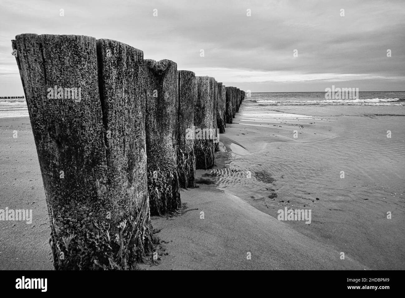 Groynes sul Mar Baltico in bianco e nero con una grande struttura che sporge nel mare. Preso sulla spiaggia di Zingst Foto Stock