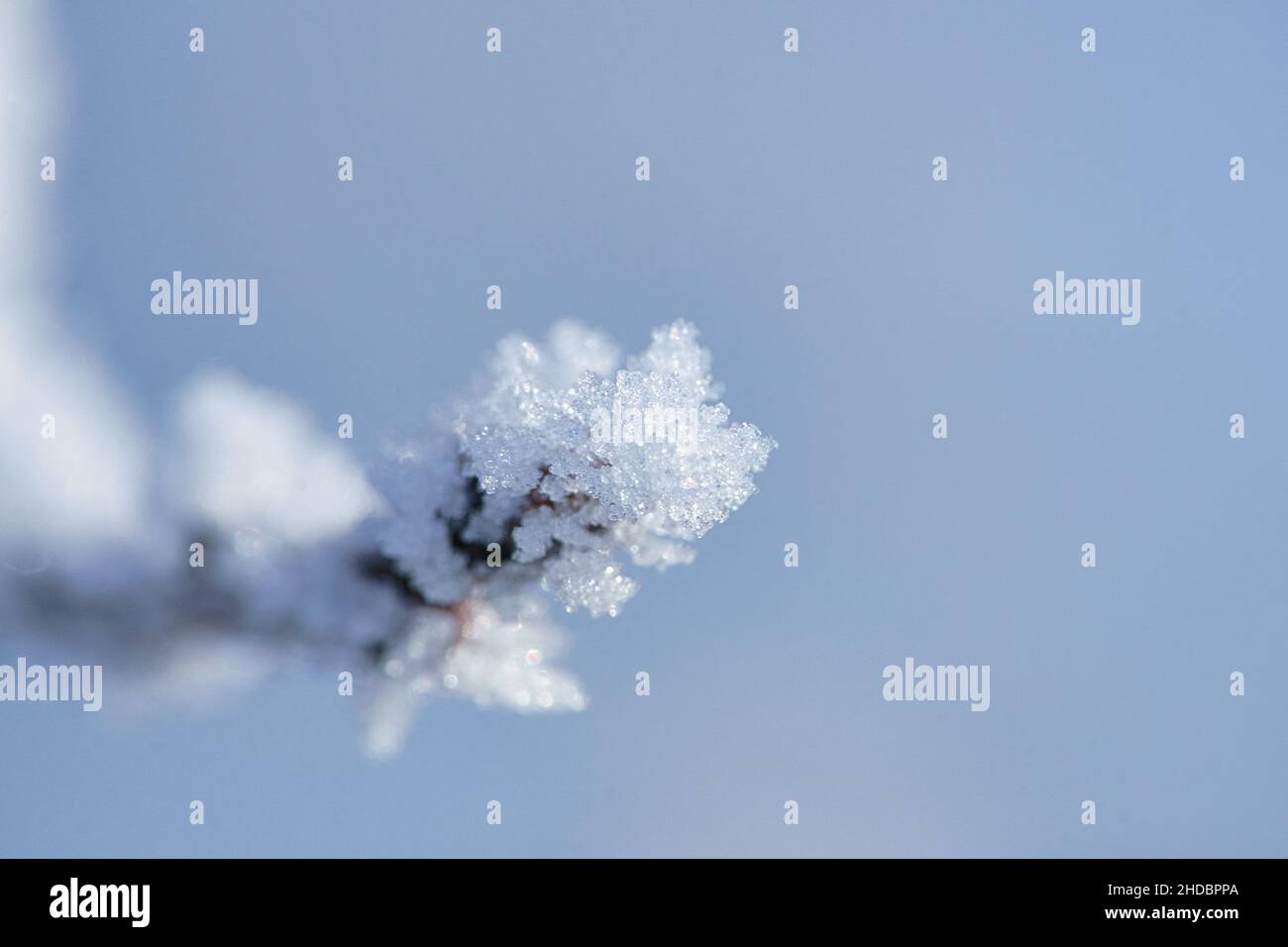 I cristalli di ghiaccio si sono formati su un ramo e puntano in tutte le direzioni. Si formarono forme strutturali e bizzarre. Foto d'inverno da Brandeburgo Foto Stock