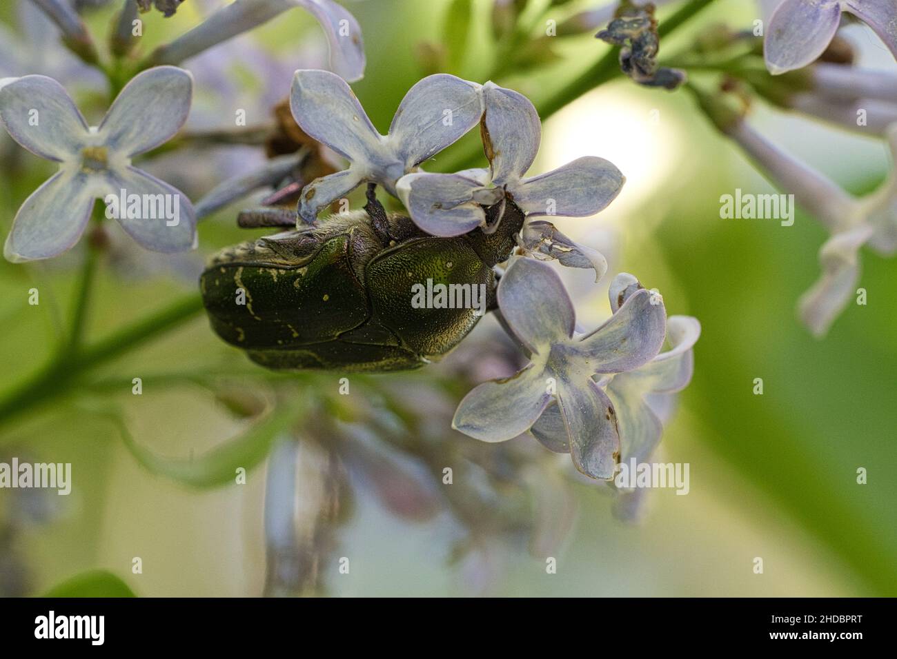 Gli scarabei di rosa sono una sottofamiglia degli scarabei di corno a foglia. La sottofamiglia è distribuita in tutto il mondo, ma ha il suo centro di distribuzione nei tropici. Il Foto Stock