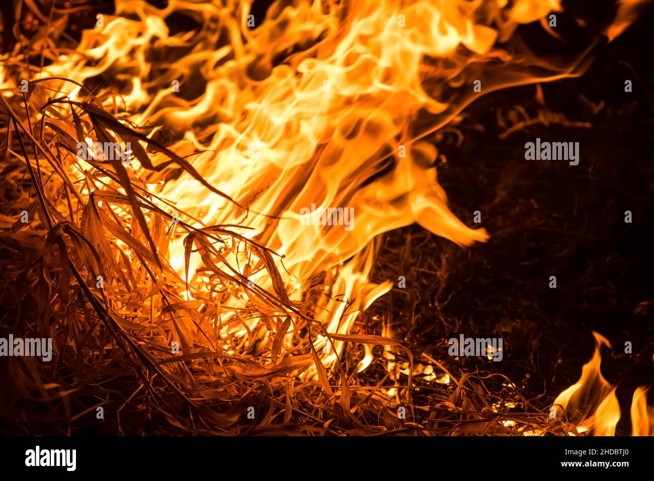Natura sul fuoco, vista ravvicinata. Scatto notturno. Temi di Arson e fuoco, disastro ed eventi estremi. Foto Stock