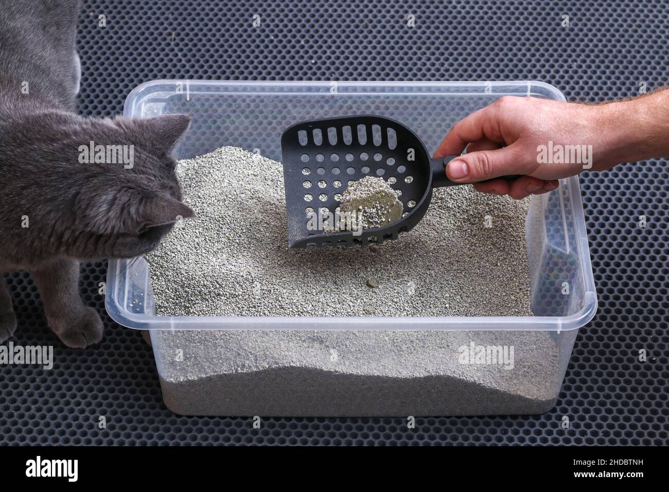 L'uomo pulisce la lettiera. La mano tiene una paletta con un grumo. Riempitivo per graffiature. Foto Stock