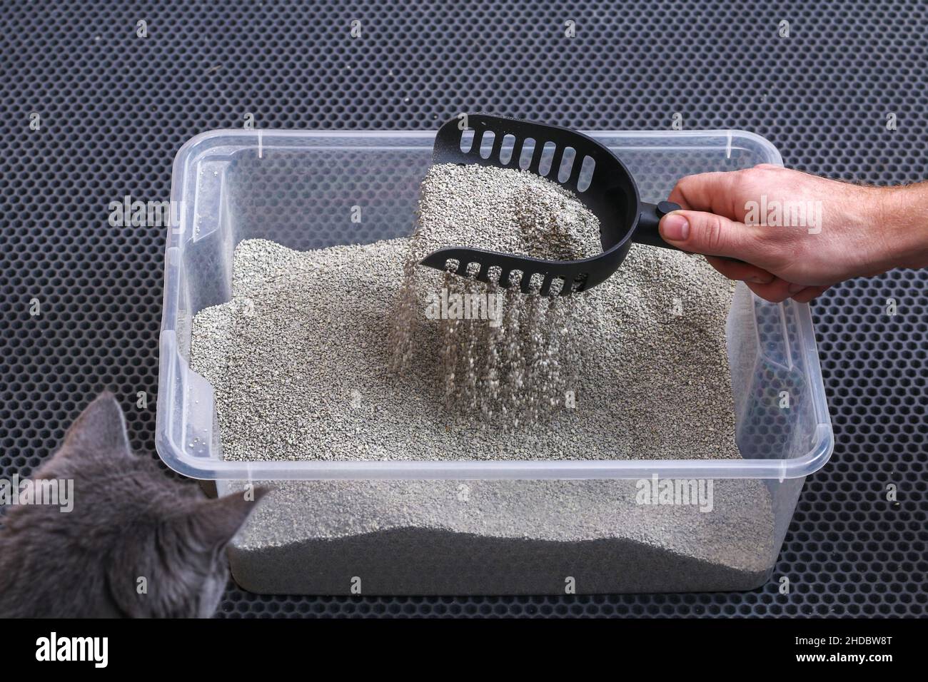 L'uomo pulisce la lettiera. La mano tiene una paletta con un grumo. Riempitivo per graffiature. Foto Stock