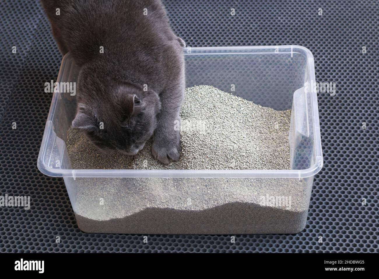 Gattino grigio siede in un vassoio WC con un cucciolo di gatto. Foto Stock