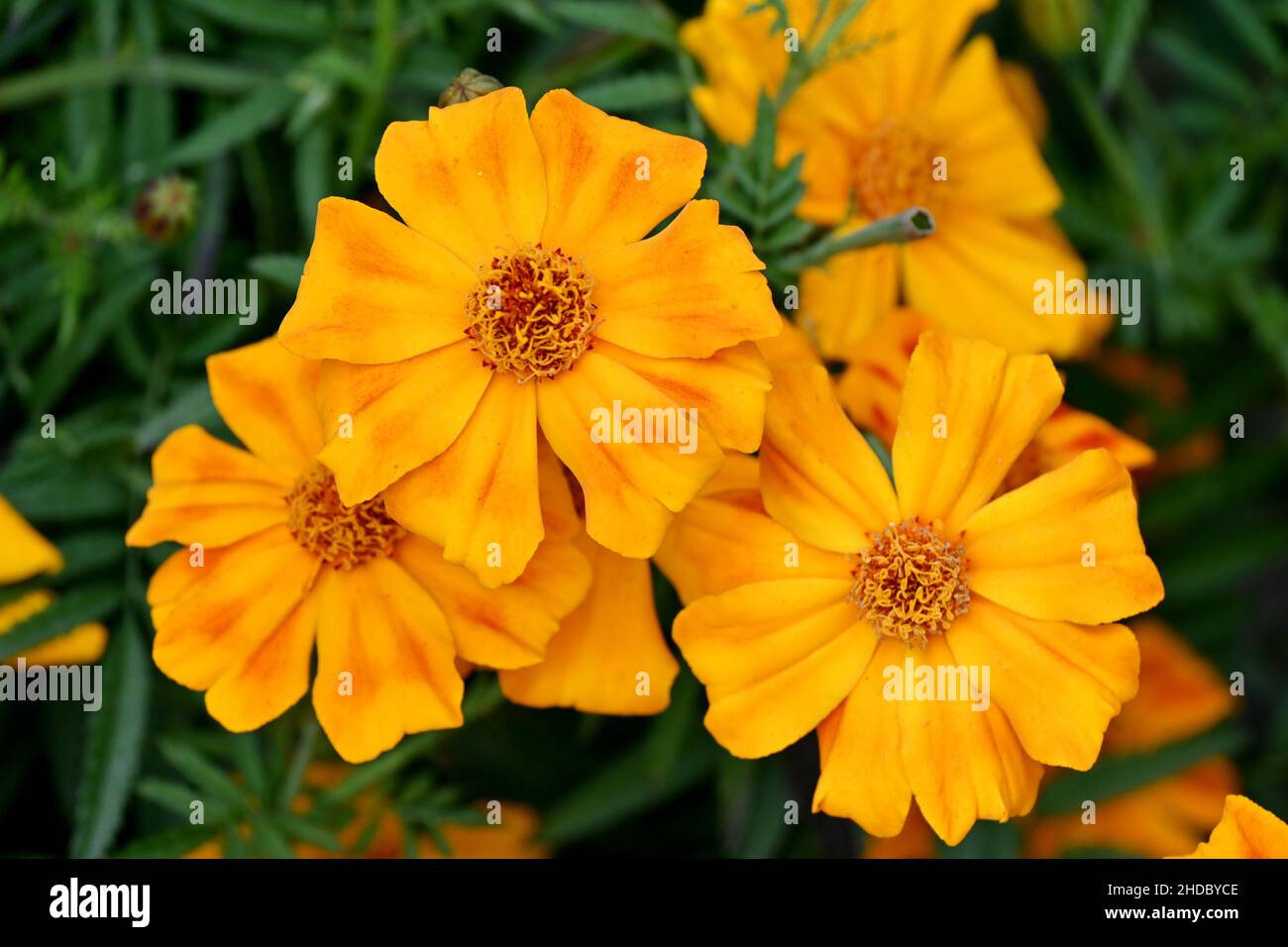 primo piano il mazzo di fiori di marigold arancione con foglie in giardino su sfondo verde fuori fuoco. Foto Stock