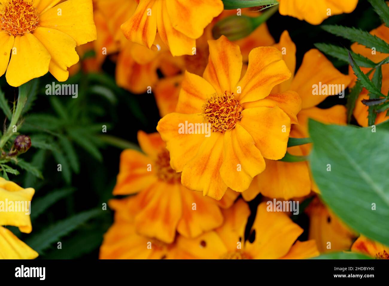 primo piano il mazzo di fiori di marigold arancione con foglie in giardino su sfondo verde fuori fuoco. Foto Stock