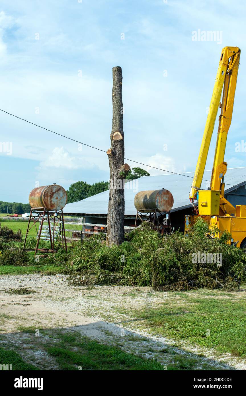 Questo albero di noce vecchio e morente doveva essere rimosso per motivi di sicurezza. Due serbatoi di gas si trovavano su ciascun lato dell'albero cadente insieme ad una linea elettrica. Foto Stock