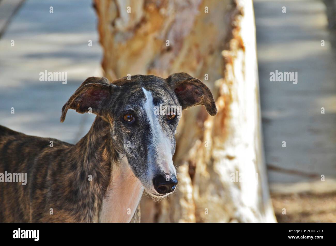 Capo di un levriero spagnolo (Galgo), Spagna, Europa Foto Stock