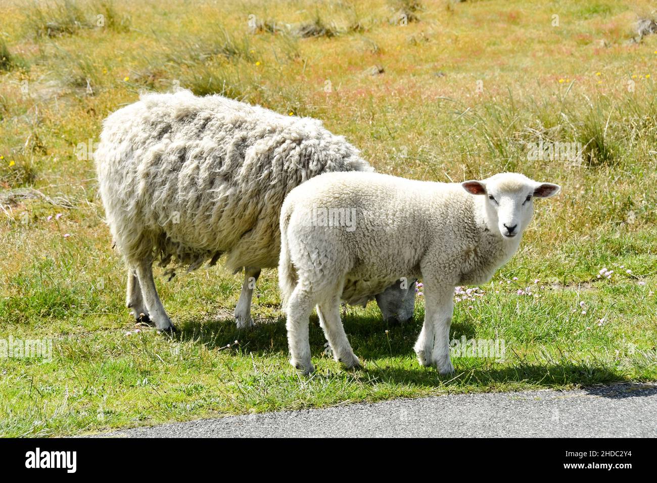 Una piccola pecora con la madre nel pascolo Foto Stock