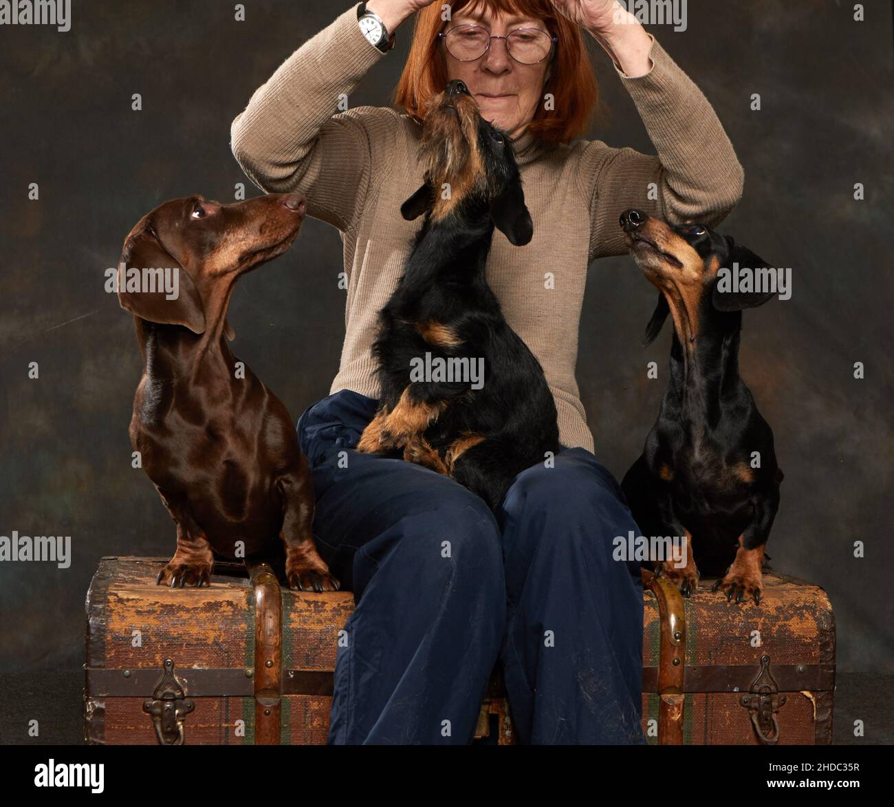 Tre dachshund di tipi diversi si siedono sul grembo della loro padrona Foto Stock