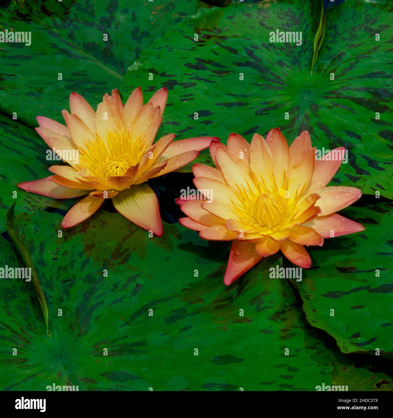 Giglio di acqua blu del Capo (Nymphaea capensis) Zanzibariensis Foto Stock