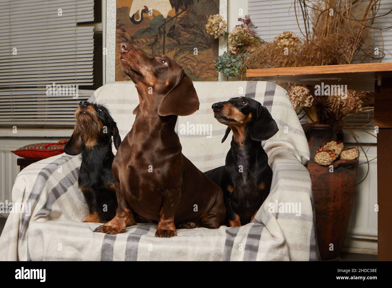 Tre dachshunds di tipi diversi si siedono su una sedia e guardano in una direzione. Foto Stock