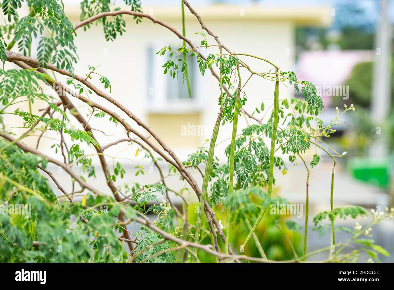 Albero di bastone (Moringa oleifera) di su albero. Mauritius, Africa orientale Foto Stock