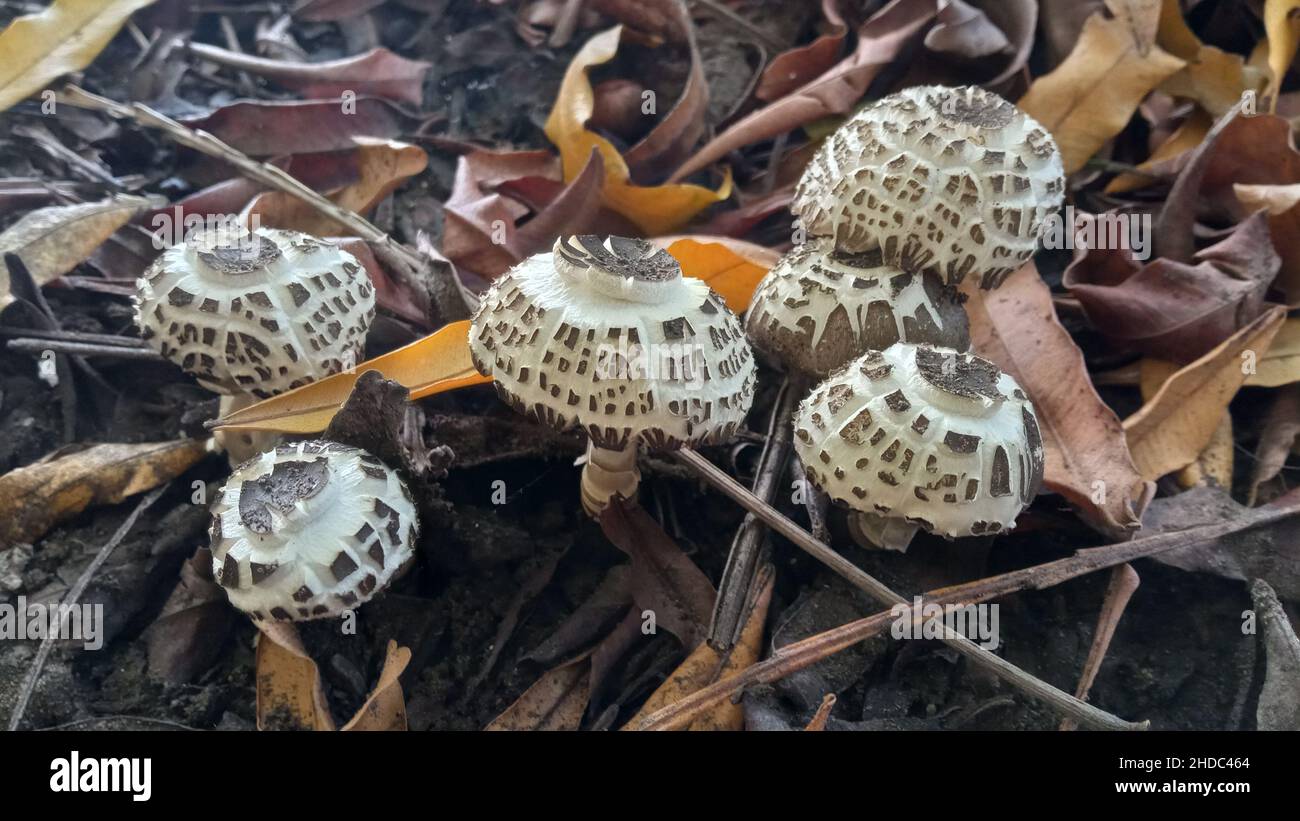 Un gruppo di Agaricus campestris squamosus, noto anche come fungo di campo o fungo di prato, crescono attraverso foglie secche cadute Foto Stock