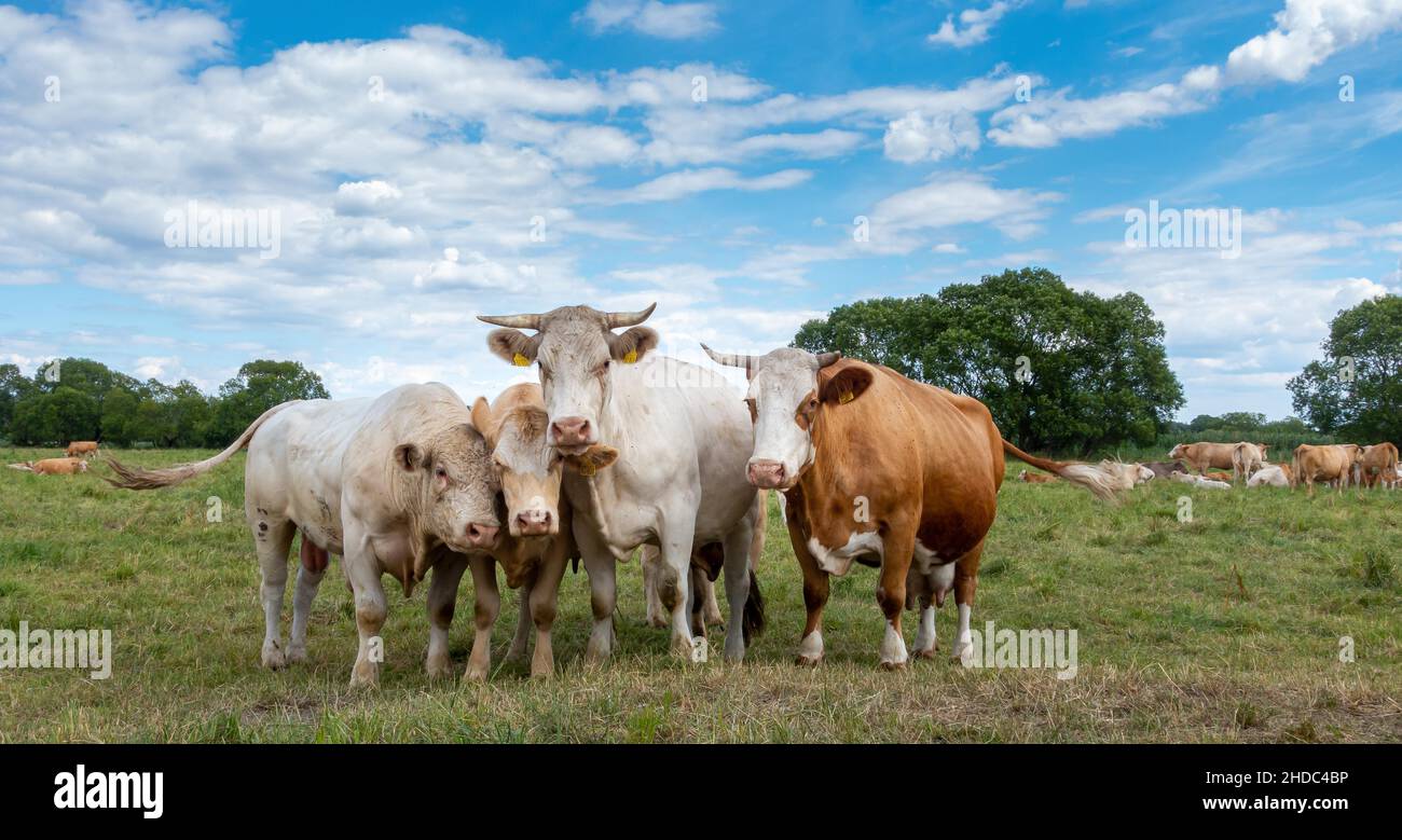 Mucche nel campo, Werder, Brandeburgo, Germania Foto Stock