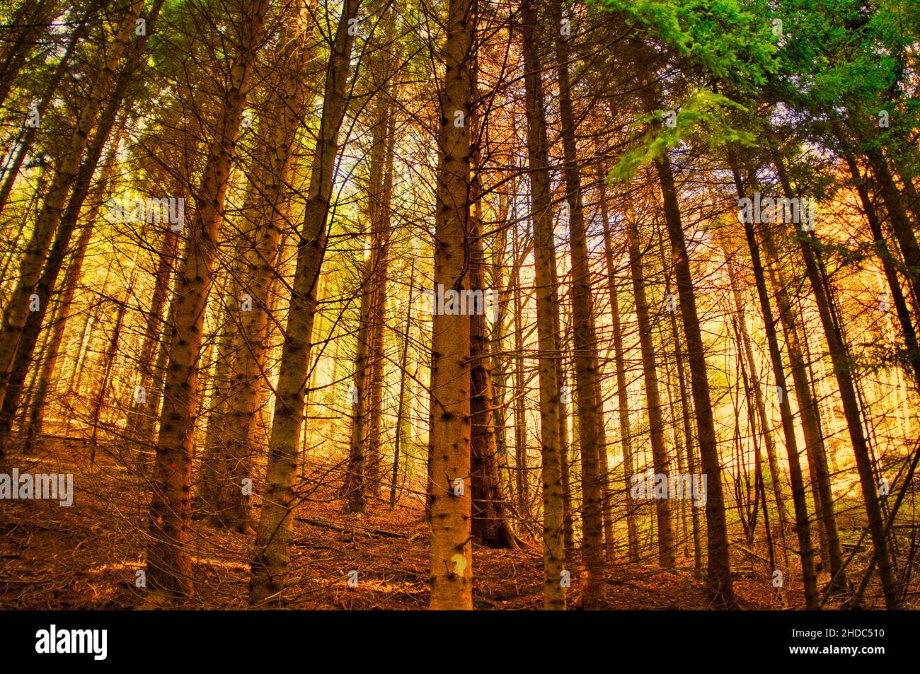tramonto nella foresta selvaggia profonda. Raggi del sole della foresta al tramonto. Tramonto nella foresta. Raggi del sole tramonto nella foresta Foto Stock