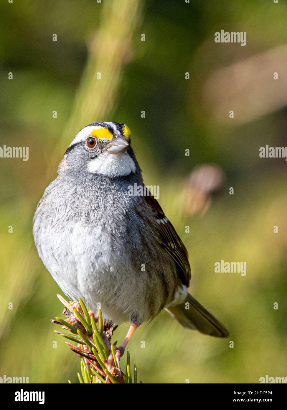 Primo piano verticale del passero bianco, Zonotrichia albicollis arroccato sull'albero. Foto Stock