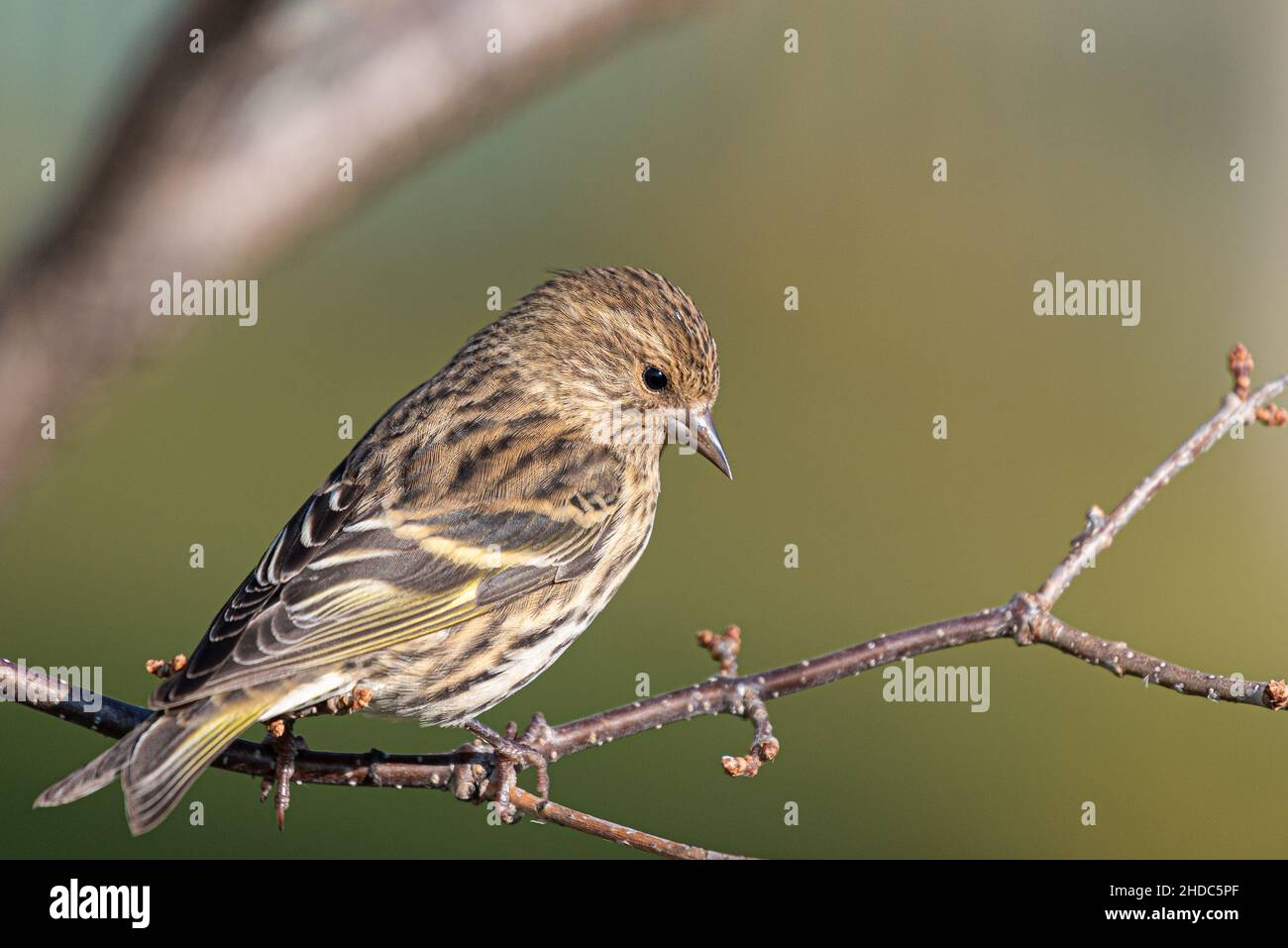 Primo piano della pelle di pino arroccato sul ramo dell'albero. Spinus pinus. Foto Stock