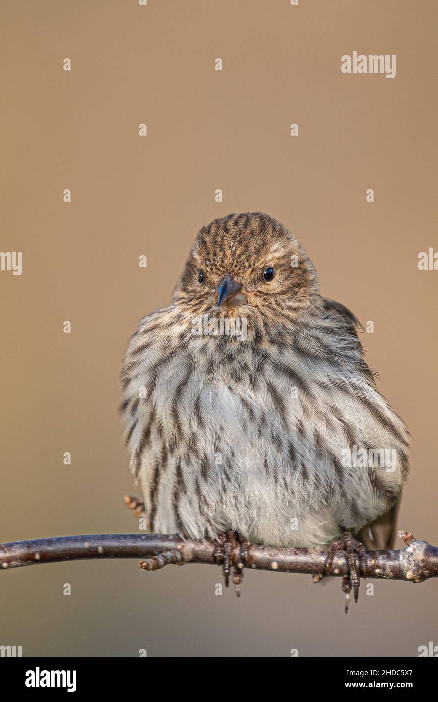 Primo piano verticale della pelle di pino arroccata sul ramo dell'albero. Spinus pinus. Foto Stock