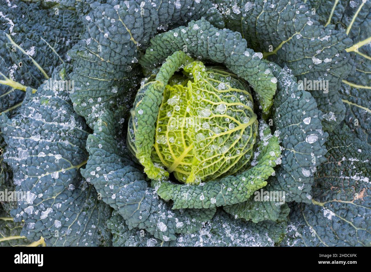 Cavolo di Savoia (Brassica oleracea convar. capitata var. sabauda), testa di cavolo con goccia di ghiaccio, Assia, Germania Foto Stock