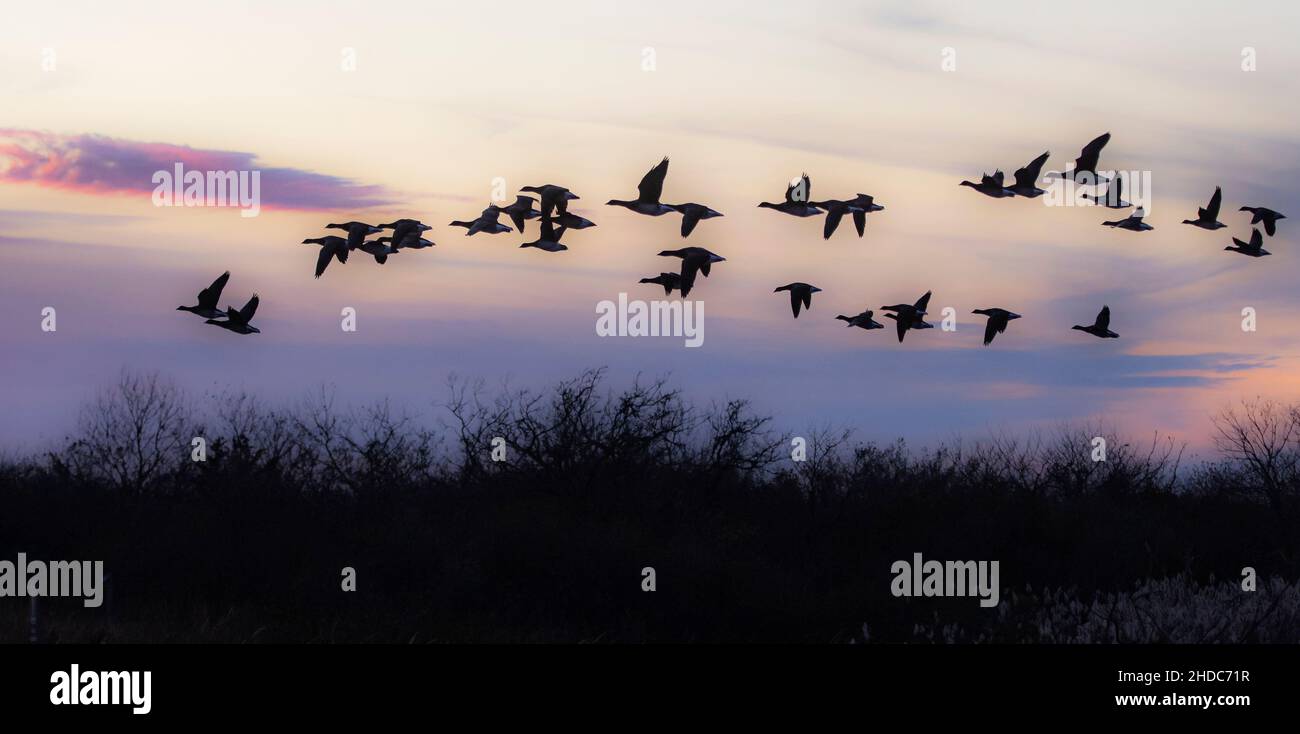 Le oche di Brent volano in cielo crepuscolo moody Foto Stock