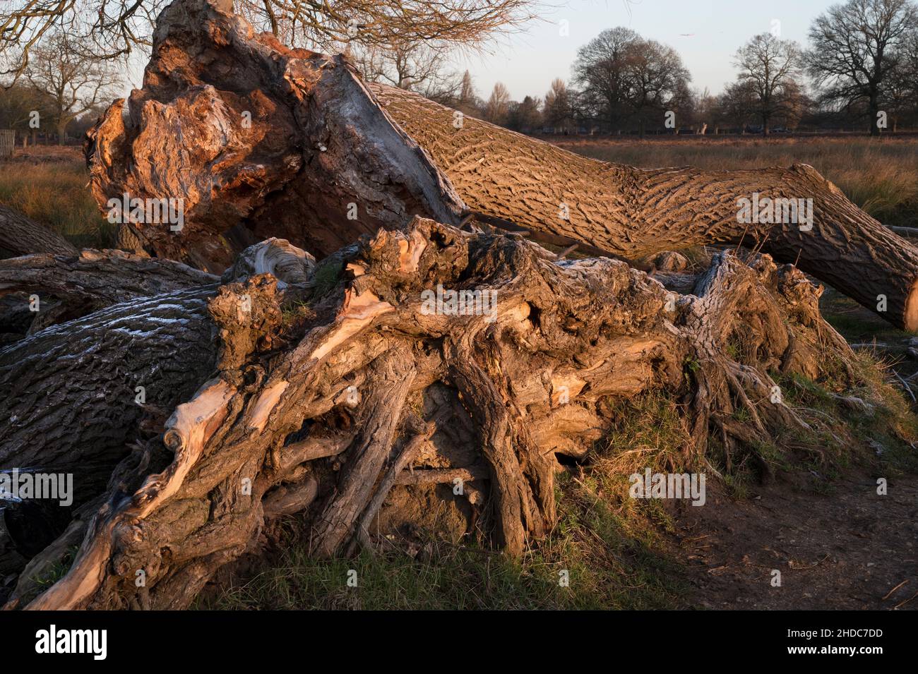 grande albero caduto lasciato a decadere Foto Stock