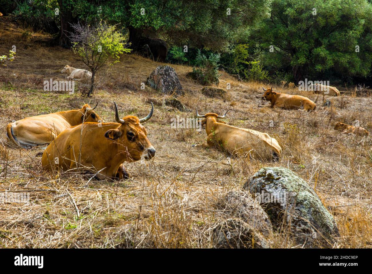 Mucche al pascolo, Corsica, Corsica, Francia, Europa Foto Stock