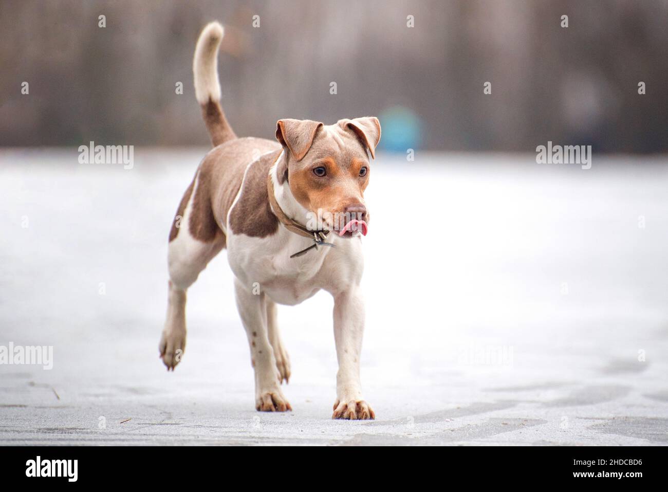 Volpe Terrier dai capelli lisci corre orgogliosamente dal lago ghiacciato bianco in inverno. Il cane purebred ha una faccia marrone chiaro, attacca un po' la sua lingua, Foto Stock