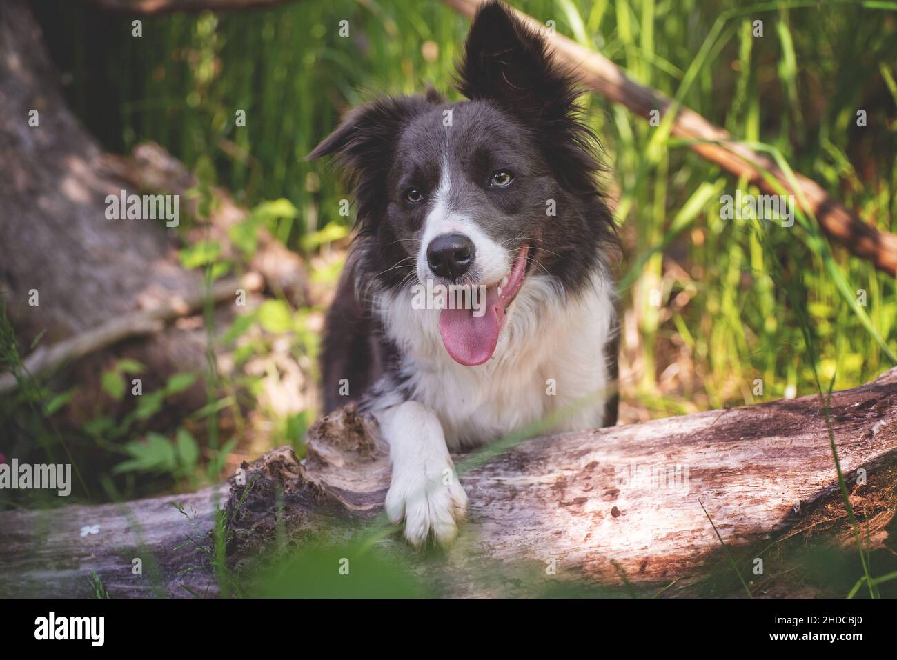Bianco marrone scuro bordo collie con un orecchio ripiegato sta camminando su un percorso circondato da verde natura estiva. Mentre cammina, sta alzando un forepaw ed ecco Foto Stock