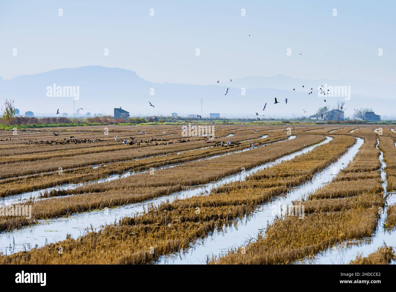 Un gregge di uccelli che si nutrono su un laghetto di campi di riso nel Parco Naturale di Albufera, Valencia, Spagna Foto Stock