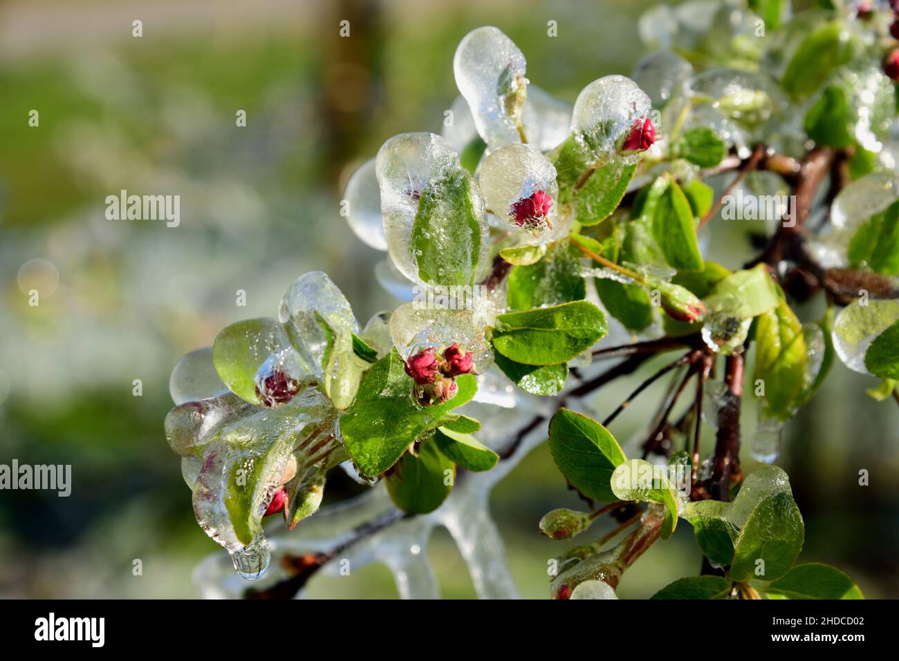 Europa, Deutschland, Metropolregione Hamburg, Altes Land bei Hamburg, Obstanbau, Beregnung bei Frost, Bluetenschutz, Apfelbaum, Foto Stock