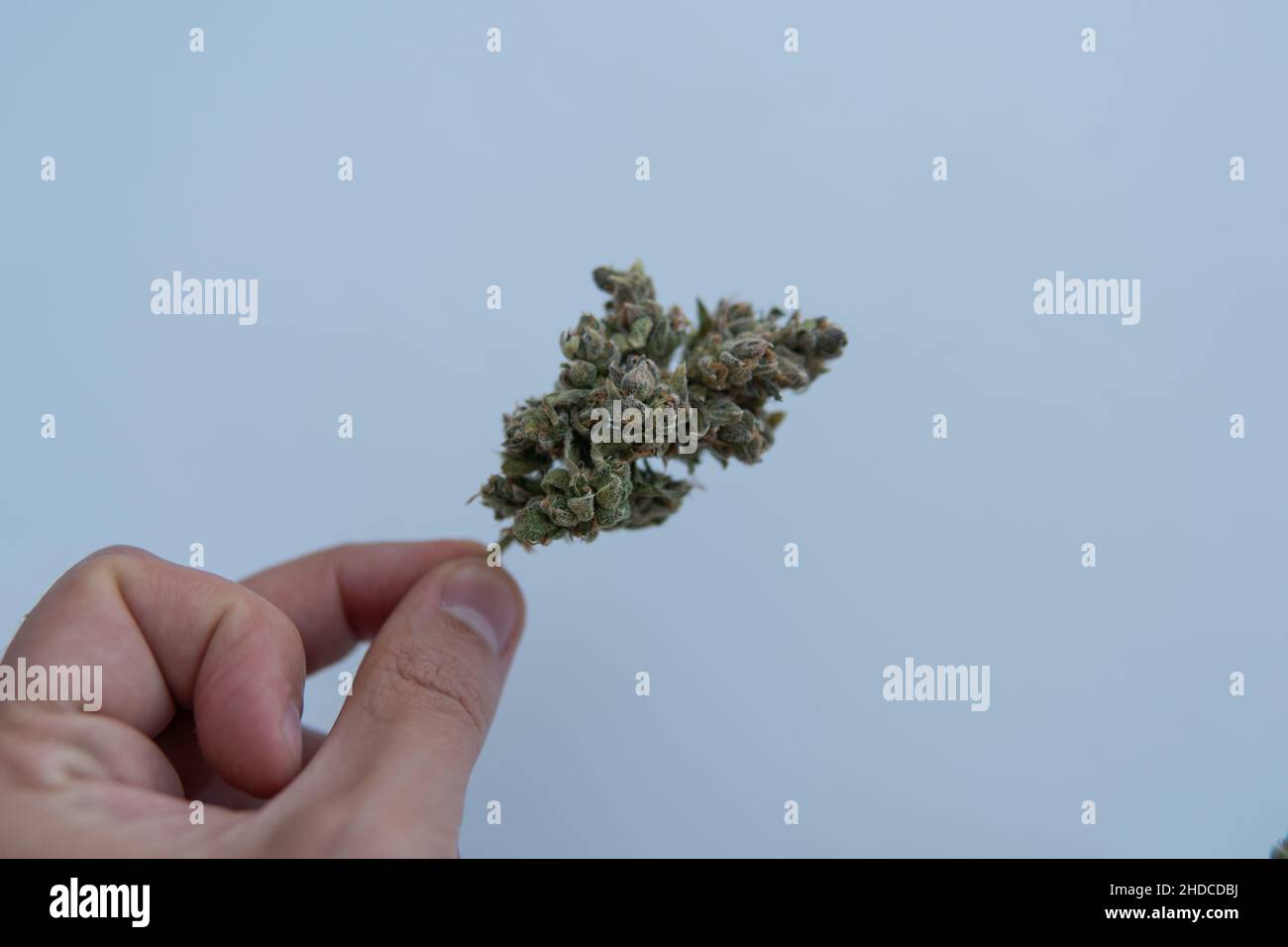 Uso ricreativo della marijuana nel 2022. Cultura del fumo di cannabis Foto Stock