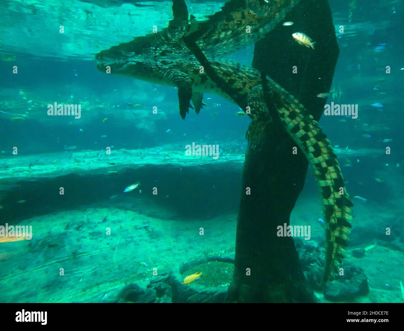 Nilkrokodil unter Wasser, Crocodylus niloticus / Crocodile del Nilo sotto l'acqua, Crocodylus niloticus Foto Stock