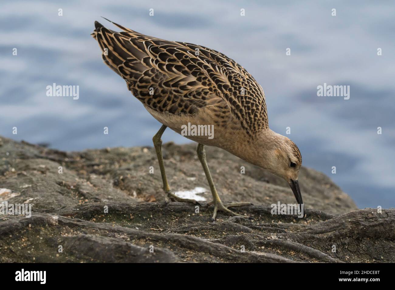 Kampfläufer bei Futtersuche, Philomachus pugnax / Ruff alla ricerca di cibo, Philomachus pugnax Foto Stock
