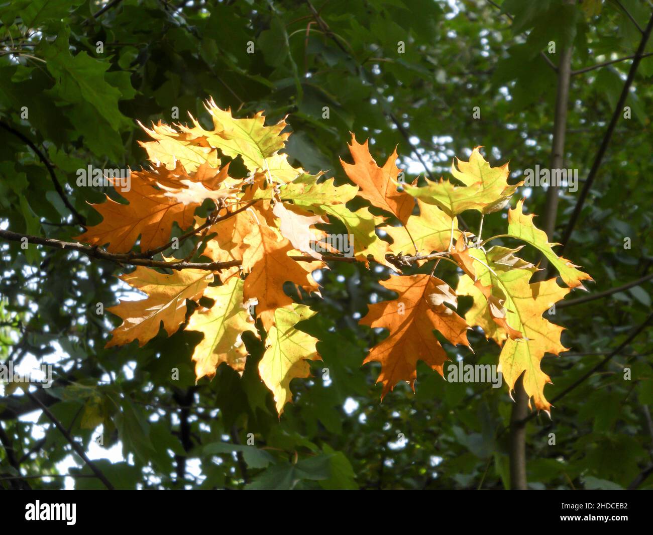 Bunter Herbstblätter / foglie colorate di autno Foto Stock