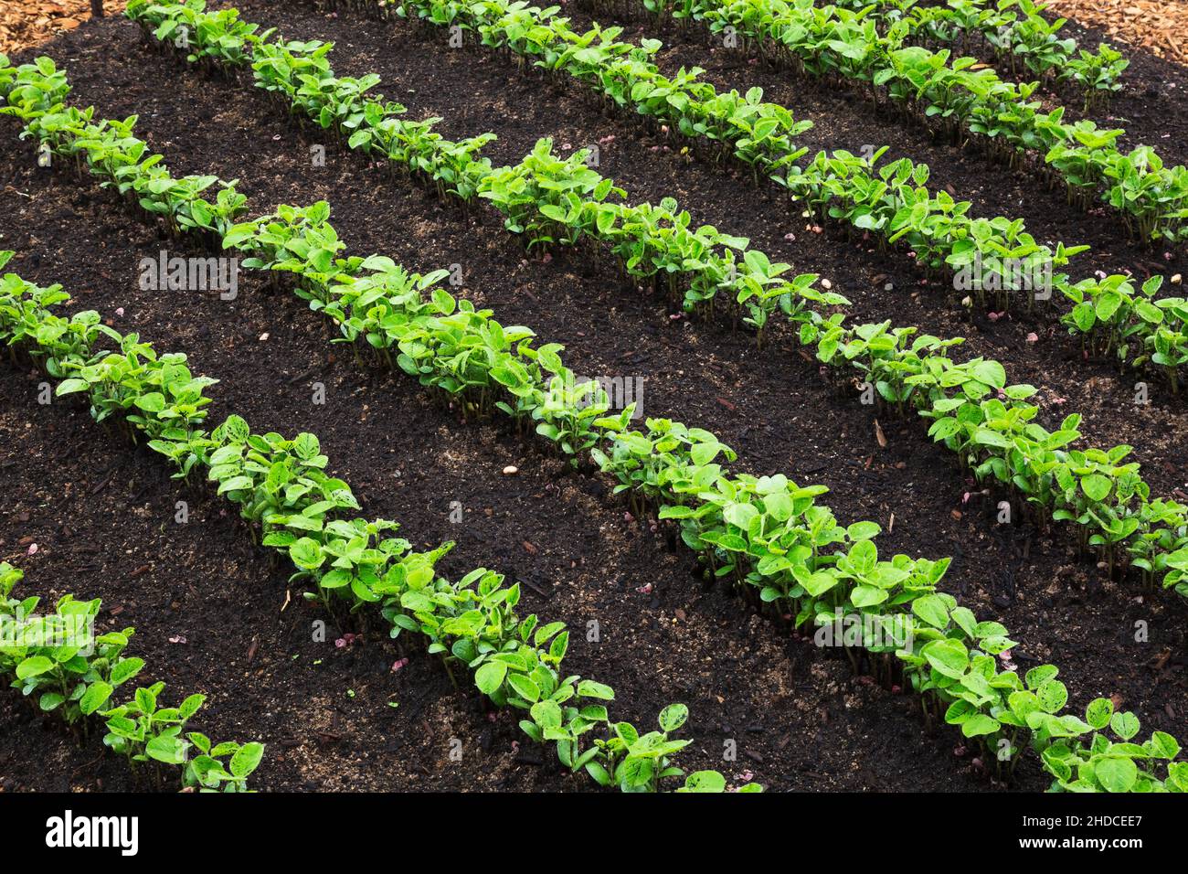 File di pianta di cereale emergente piantine in suolo ricco. Foto Stock