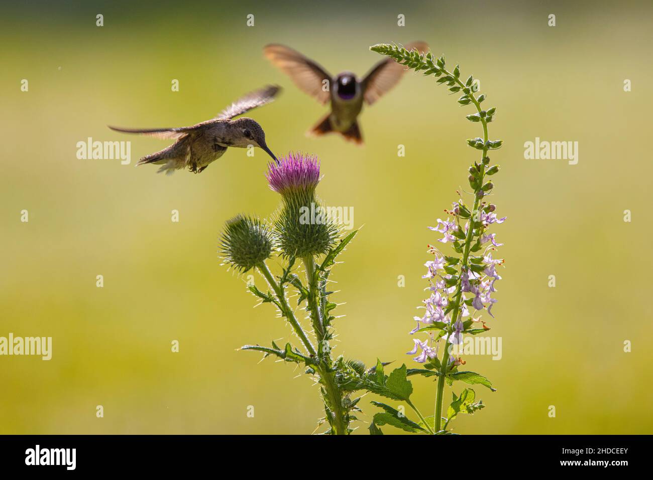 Hummingbird nero-chinned; alexandri di Archilochus; estate; area naturale di Block Creek; Texas; Hill Country; alimentazione; cardo del Texas; Texano cirsiale Foto Stock